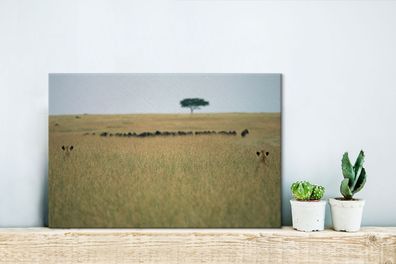 Leinwandbilder - 30x20 cm - Versteckte Löwinnen spionieren eine Herde Gnus aus