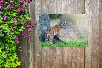 Gartenposter - 60x40 cm - Tigerjunges im Wald (Gr. 60x40 cm)