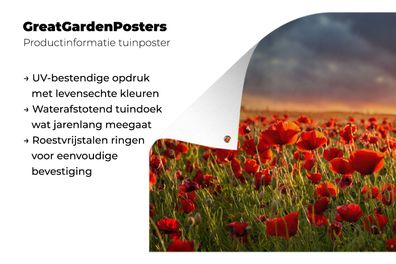 Gartenposter - 120x80 cm - Sonnenuntergang - Mohnblumen - Rot (Gr. 120x80 cm)