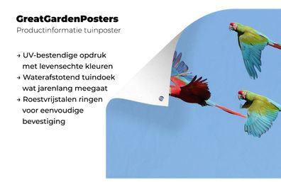 Gartenposter - 180x120 cm - Drei fliegende Aras (Gr. 180x120 cm)