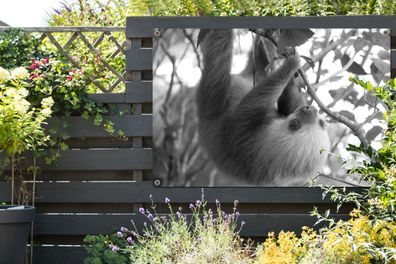 Gartenposter - 120x80 cm - Baby-Faultier im Regenwald von Costa Rica in schwarz und w