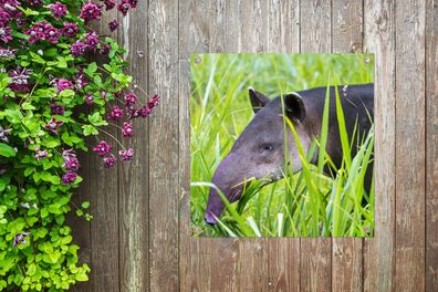 Gartenposter - 50x50 cm - Mittelamerikanischer Tapir im Nationalpark von Costa Rica
