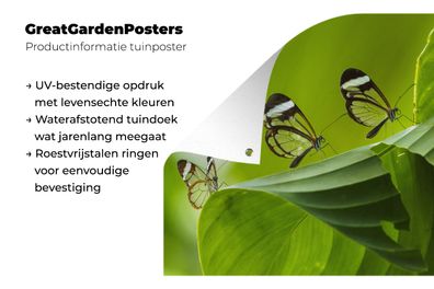 Gartenposter - 100x100 cm - Transparenter Schmetterling auf einem Blatt in Costa Rica