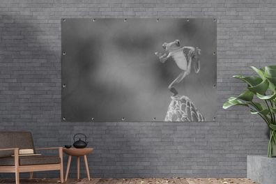 Gartenposter - 180x120 cm - Der Rotaugenlaubfrosch in Costa Rica in schwarz-weiß