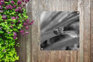 Gartenposter - 100x100 cm - Rotaugenmakak-Frosch zwischen den Blättern in Costa Rica