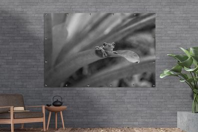 Gartenposter - 180x120 cm - Rotaugenmakak-Frosch zwischen den Blättern in Costa Rica