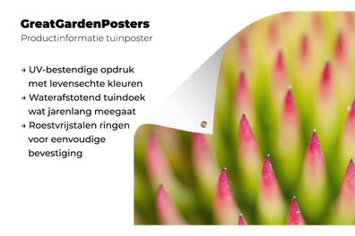 Gartenposter - 180x120 cm - Pflanze - Rosa - Makro (Gr. 180x120 cm)
