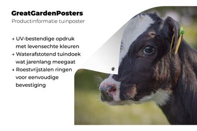 Gartenposter - 200x200 cm - Kuh - Kalb - Tiere - Bauernhof (Gr. 200x200 cm)