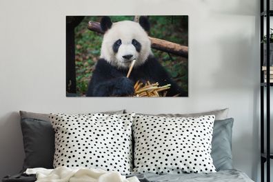 Leinwandbilder - 90x60 cm - Panda - Bambus - Natur (Gr. 90x60 cm)