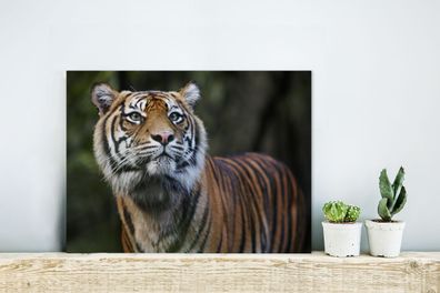 Glasbilder - 40x30 cm - Tiger - Dschungel - Mantel (Gr. 40x30 cm)