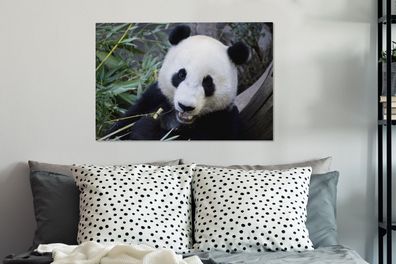 Leinwandbilder - 90x60 cm - Panda - Tier - Blätter (Gr. 90x60 cm)