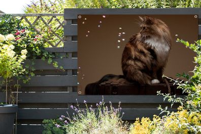 Gartenposter - 120x80 cm - Braune Maine Coon Katze sitzt auf einer alten Schachtel