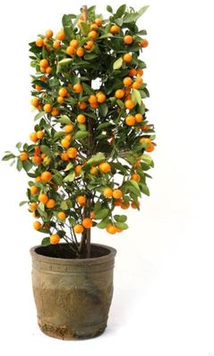 Essbare Frucht Mandarine Zitrusfrüchte Orange
