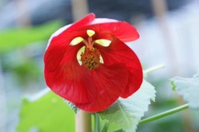Schönmalve "Rot Käppchen", Jungpflanze, Abutilon, Kübelpflanze