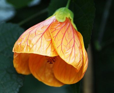 Schönmalve "Giant Orange", Jungpflanze, Abutilon (Engelstrompeten)
