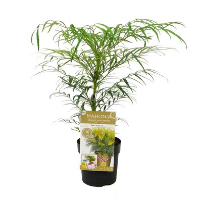 Mahonie eurybracteata 'Soft Caress' - Chinesische Mahonie - Kübelpflanze