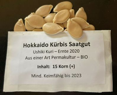 Kürbis Hokkaido Uchiki Kuri 15 Korn Speisekürbis Samen Saatgut aus Permakultur