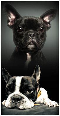 Französische Bulldoggen Welpen 2 Hunde Strandtuch Badetuch Handtuch schwarz für