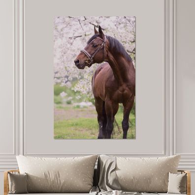 Glasbilder - 100x150 cm - Pferd - Sakura - Halfter (Gr. 100x150 cm)
