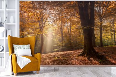 Fototapete - 420x280 cm - Herbst - Licht - Wald (Gr. 420x280 cm)