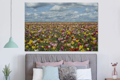 Glasbilder - 150x100 cm - Tulpen - Farben - Wolken (Gr. 150x100 cm)