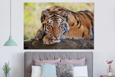 Glasbilder - 150x100 cm - Tiger - Welpe - Rüssel (Gr. 150x100 cm)
