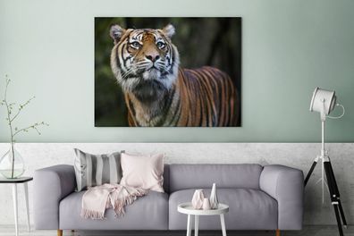 Leinwandbilder - 120x90 cm - Tiger - Dschungel - Mantel (Gr. 120x90 cm)