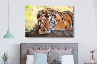 Leinwandbilder - 150x100 cm - Tiger - Welpe - Rüssel (Gr. 150x100 cm)