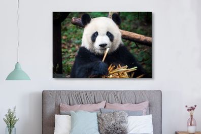 Leinwandbilder - 150x100 cm - Panda - Bambus - Natur (Gr. 150x100 cm)