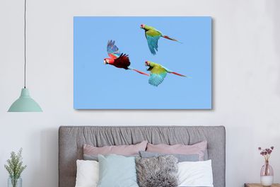 Leinwandbilder - 150x100 cm - Drei fliegende Aras (Gr. 150x100 cm)