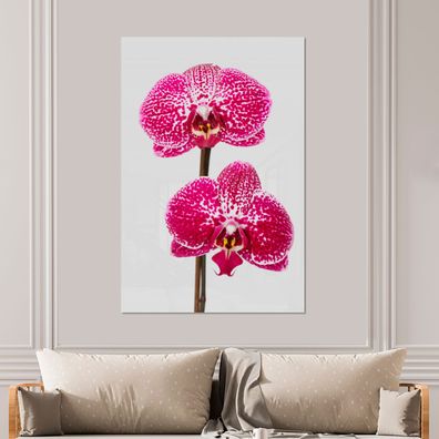Glasbilder - 100x150 cm - Orchidee rosa (Gr. 100x150 cm)