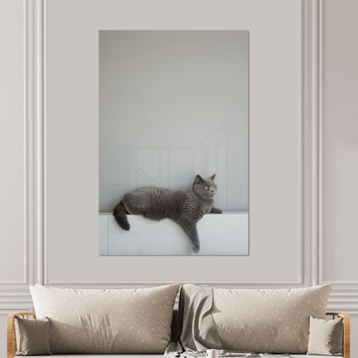 Glasbilder - 100x150 cm - Katze - Britisch Kurzhaar - Grau (Gr. 100x150 cm)