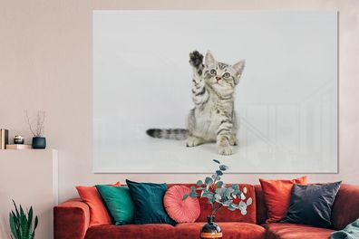 Glasbilder - 150x100 cm - Kätzchen - Pfote - Weiß (Gr. 150x100 cm)