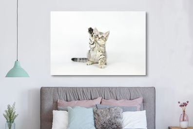 Leinwandbilder - 150x100 cm - Kätzchen - Pfote - Weiß (Gr. 150x100 cm)