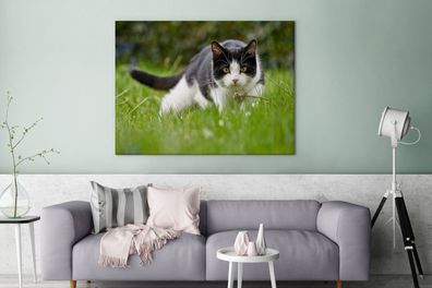 Leinwandbilder - 120x90 cm - Katze - Gras - Schwarz - Weiß (Gr. 120x90 cm)