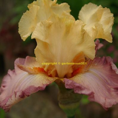 Schwertlilie Bart-Iris Tropical Delight