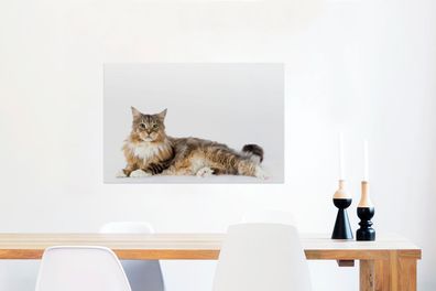 Glasbilder - 60x40 cm - Studioaufnahme einer bunten Maine Coon Katze (Gr. 60x40 cm)