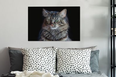 Leinwandbilder - 60x40 cm - Maine Coon Katze mit schwarzem Hintergrund (Gr. 60x40 cm)