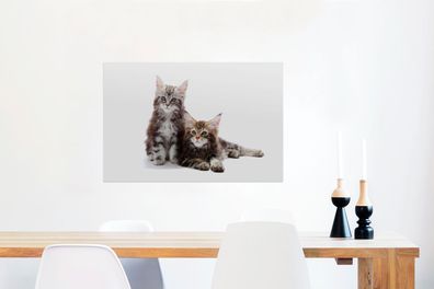 Glasbilder - 90x60 cm - Zwei bezaubernde Maine Coon Kätzchen (Gr. 90x60 cm)