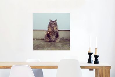 Glasbilder - 50x50 cm - Schöne Beleuchtung für die Maine Coon Katze (Gr. 50x50 cm)