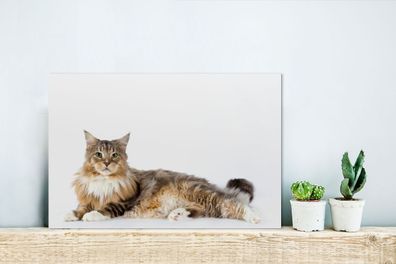 Glasbilder - 30x20 cm - Studioaufnahme einer bunten Maine Coon Katze (Gr. 30x20 cm)