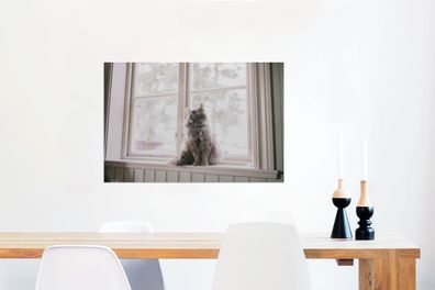Glasbilder - 60x40 cm - Maine Coon Cat sitzt auf der Fensterbank (Gr. 60x40 cm)