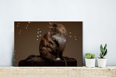 Leinwandbilder - 30x20 cm - Braune Maine Coon Katze sitzt auf einer alten Schachtel