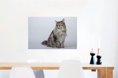 Glasbilder - 60x40 cm - Porträt einer grauen Maine Coon Katze (Gr. 60x40 cm)