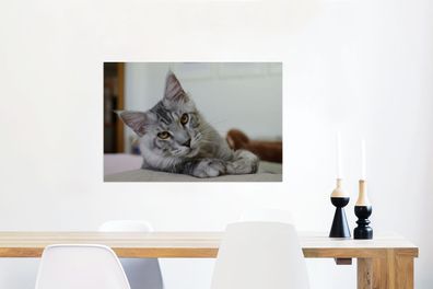 Glasbilder - 60x40 cm - Eine liegende graue Maine Coon Katze (Gr. 60x40 cm)