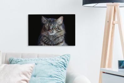 Leinwandbilder - 30x20 cm - Maine Coon Katze mit schwarzem Hintergrund (Gr. 30x20 cm)