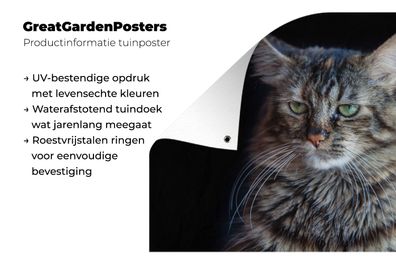 Gartenposter - 180x120 cm - Maine Coon Katze mit schwarzem Hintergrund