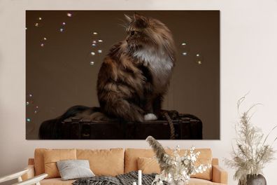 Glasbilder - 150x100 cm - Braune Maine Coon Katze sitzt auf einer alten Schachtel