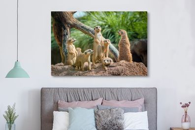 Leinwandbilder - 150x100 cm - Familie - Tiere - Erdmännchen (Gr. 150x100 cm)