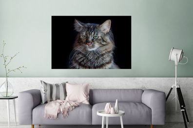 Glasbilder - 120x80 cm - Maine Coon Katze mit schwarzem Hintergrund (Gr. 120x80 cm)